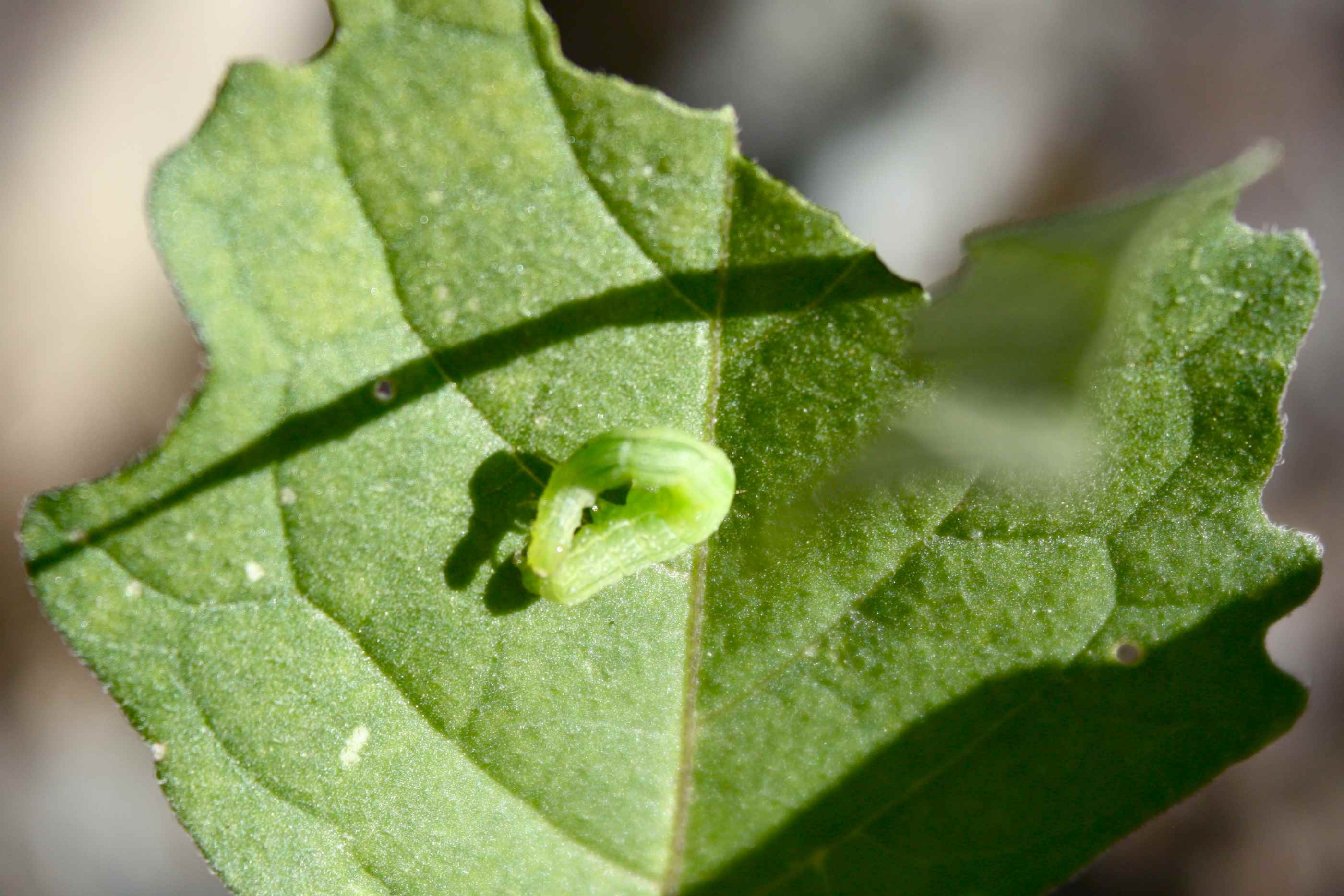 Bruchetto di nottuide: quale per�? Chrysodeixis chalcites